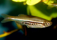 斑馬魚腹水和懷孕怎么區分（表現）